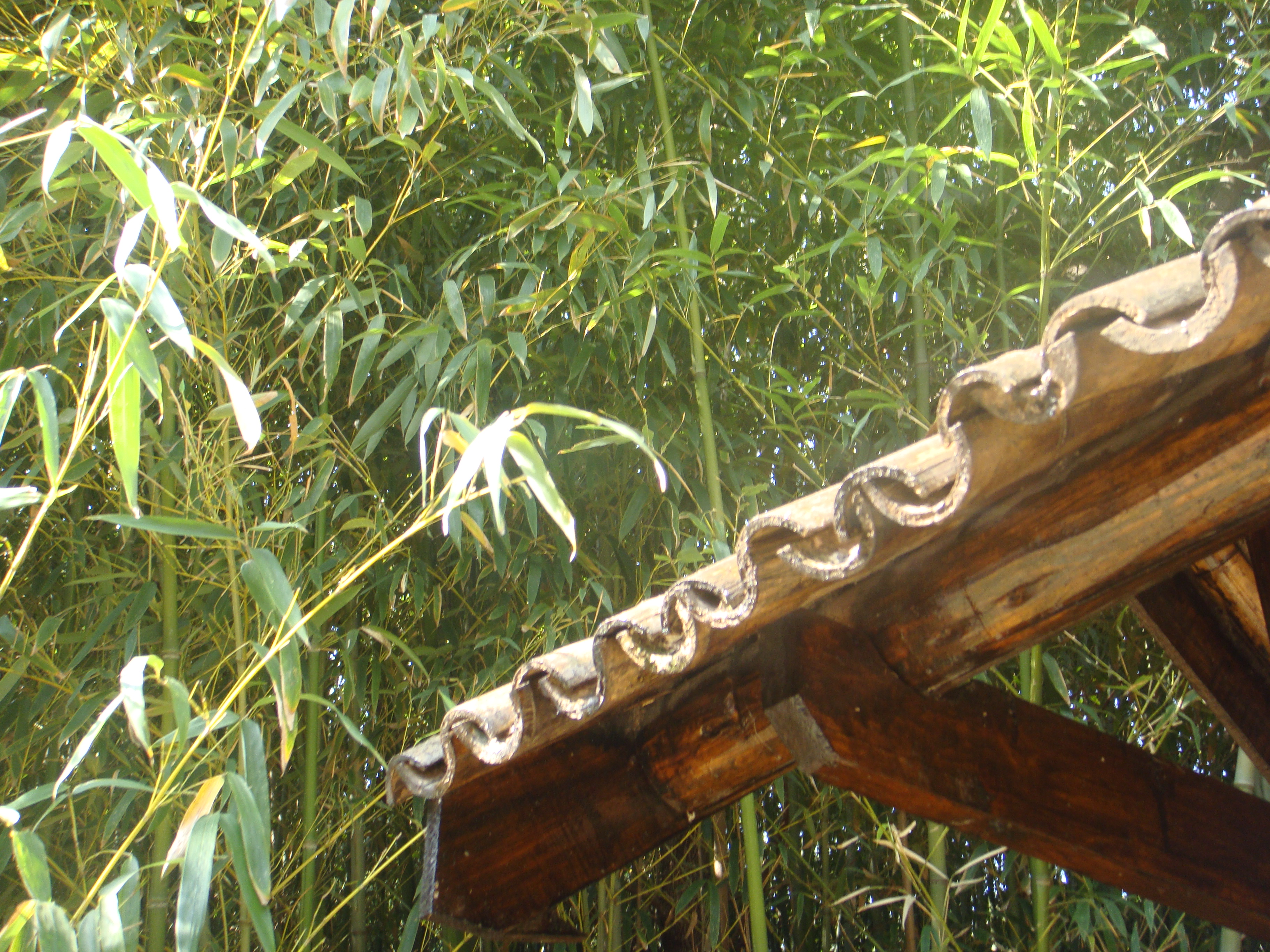 屋檐与竹